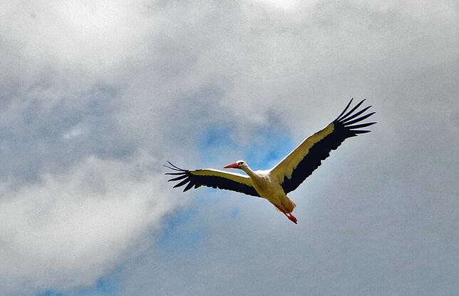 Ein Storch gleitet nahe Donaueschingen elegant und im Tiefflug über den Fotografen hinweg.