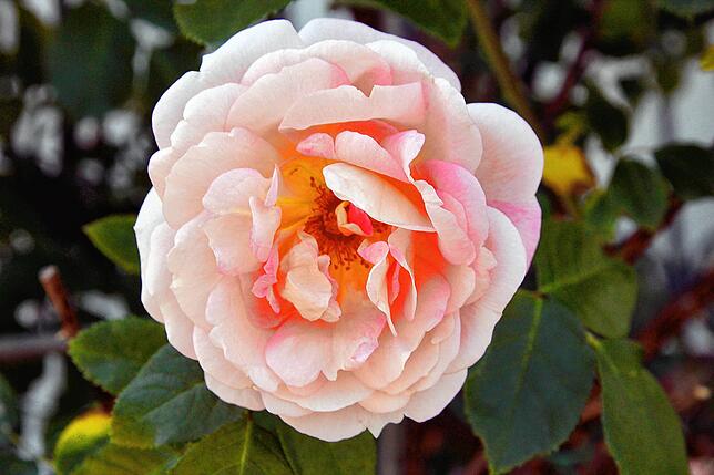 Bild 8: Sag´s durch die Blume: Das Quiz zur Landesgartenschau