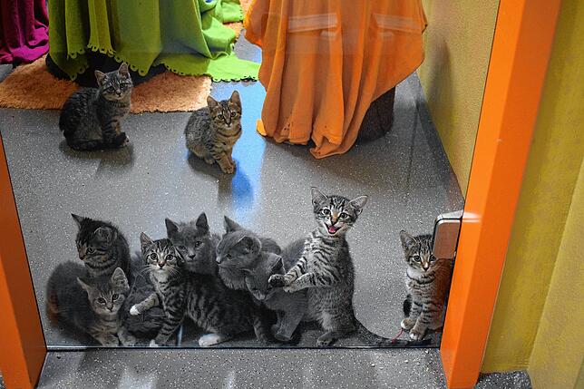 Rasselbande: 20 junge Katzen möchte das Kreistierheim vermitteln.