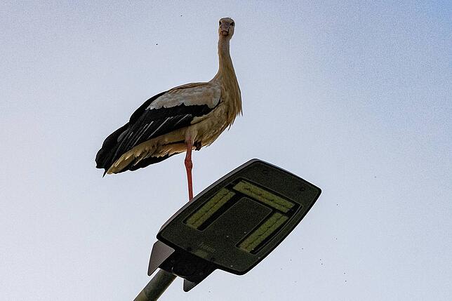 Hier übt ein Storch schon mal, wie man nur auf einem Bein auch noch ganz gemütlich stehen kann.