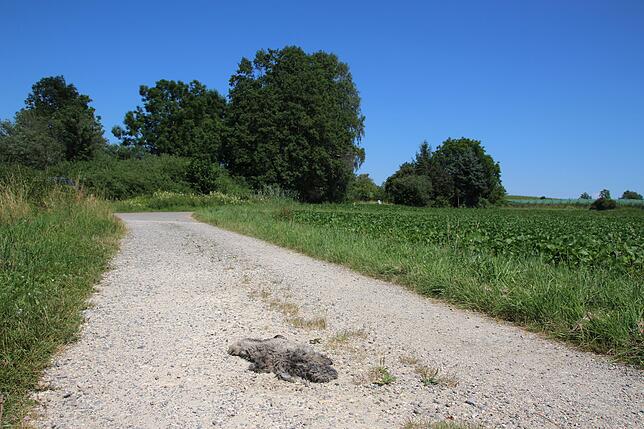 Hinten rechts der Weg nach Litzelstetten, links der Weg nach Oberdorf.