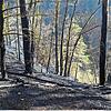 Oberhalb der gesperrten Albtalstraße sieht man noch deutlich die Spuren des Waldbrands.