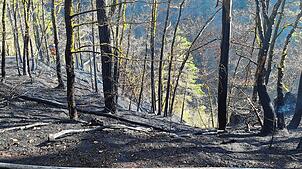 Oberhalb der gesperrten Albtalstraße sieht man noch deutlich die Spuren des Waldbrands.