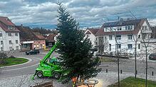 Einer von vier Weihnachtsbäumen in Uhldingen-Mühlhofen wird auf dem Rathausplatz aufgestellt. Die Bäume haben alle eine Höhe von bis zu ...