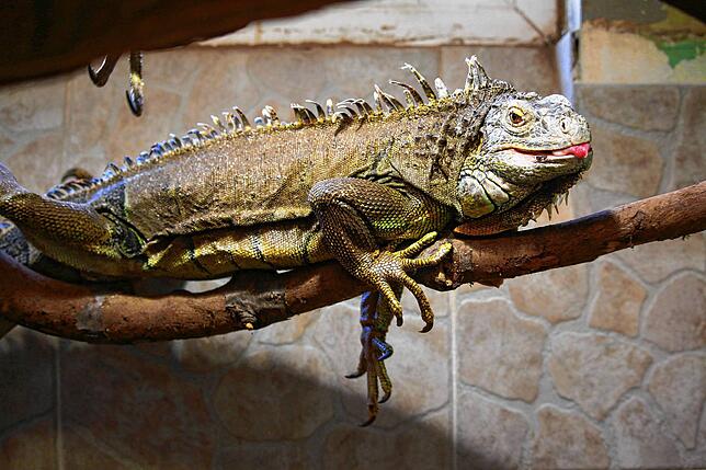 Der Grüne Leguan wurde in Landau konfisziert und hat nun im Reptilienhaus Uhldingen ein neues Zuhause gefunden.