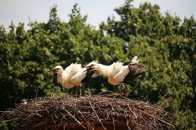 Der SÜDKURIER-Storch (rechts) und das Geschwister-Tier fühlen sich wenige Tage nach der Besenderung pudelwohl.