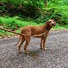 In Baden-Württemberg besteht keine Leinenpflicht für Hunde im Wald. Trotzdem empfiehlt sich die Leine vor allem zur Setz- und Brutzeit, ...