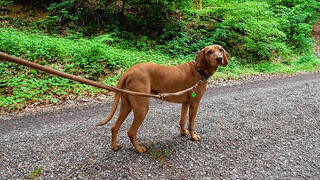 In Baden-Württemberg besteht keine Leinenpflicht für Hunde im Wald. Trotzdem empfiehlt sich die Leine vor allem zur Setz- und Brutzeit, ...