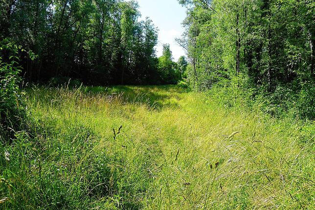 Wilde Natur entwickelt sich in der ehemaligen Kiesgrube in Urnau. In der Vergangenheit war es durch Birken, Fichten und Weiden sowie ...