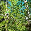 Einen Hochseilgarten wie hier bei Schonach soll auch oberhalb des Bergsees entstehen. Bauplanungsrechtlich wird dafür der Weg frei ...