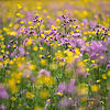 Blumen blühen auf einer Wiese.