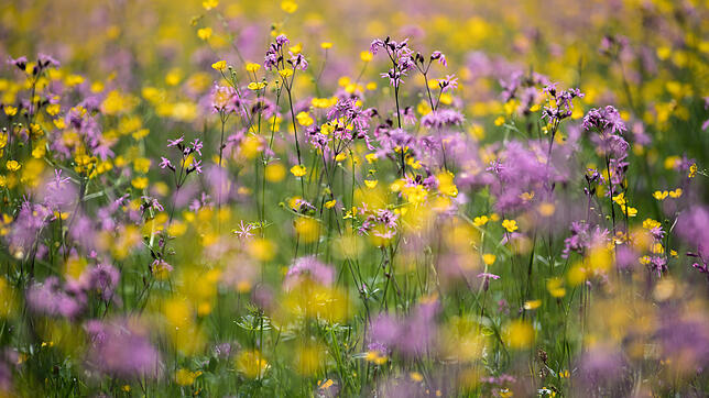 Blumen blühen auf einer Wiese.