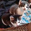 Katzenkinder wie diese knuffigen Kitten sind niedlich, doch auch als ausgewachsene Tiere haben sie Ansprüche (Symbolbild).