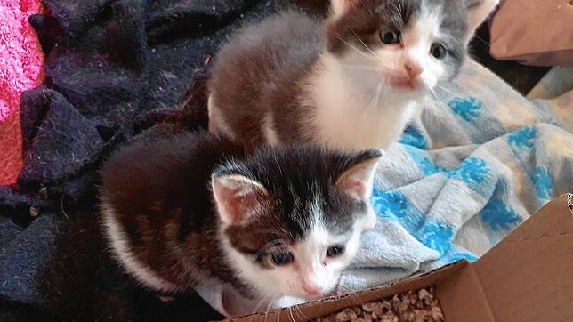 Katzenkinder wie diese knuffigen Kitten sind niedlich, doch auch als ausgewachsene Tiere haben sie Ansprüche (Symbolbild).