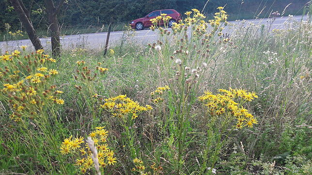 Blühendes Jakobskreuzkraut an der B34 im Bereich des Ortseingangs Bad Säckingen am 19. Juli 2019: Einige der Pflanzen sind bereits verblüht.