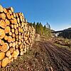 Rund 600 Festmeter Holz wurden von der zukünftigen artenschutzrechtlichen Ausgleichsfläche bei Döggingen geerntet. Rechts die ...
