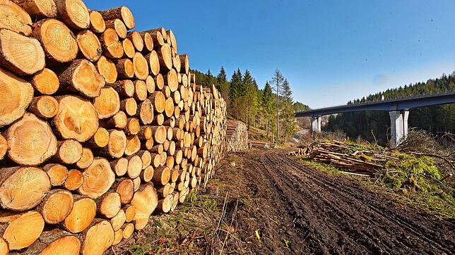 Rund 600 Festmeter Holz wurden von der zukünftigen artenschutzrechtlichen Ausgleichsfläche bei Döggingen geerntet. Rechts die ...