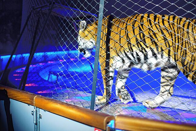 Bild 26: Circus Krone in Konstanz: Eindrücke vom glanzvollen Premierenabend der Manege – die besten Bilder!