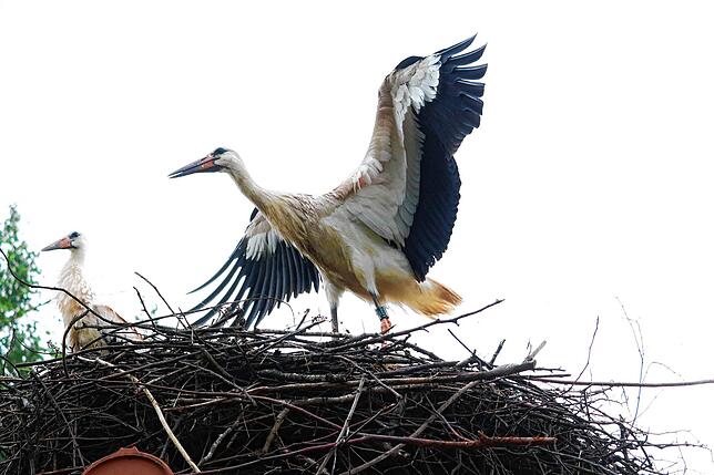 SÜDKURIER-Storch Sunny im Horst auf dem Kassenhäuschen am Affenberg macht Flugübungen.