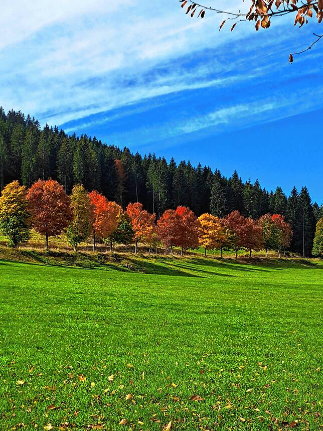 Herbst am Schluchsee ,