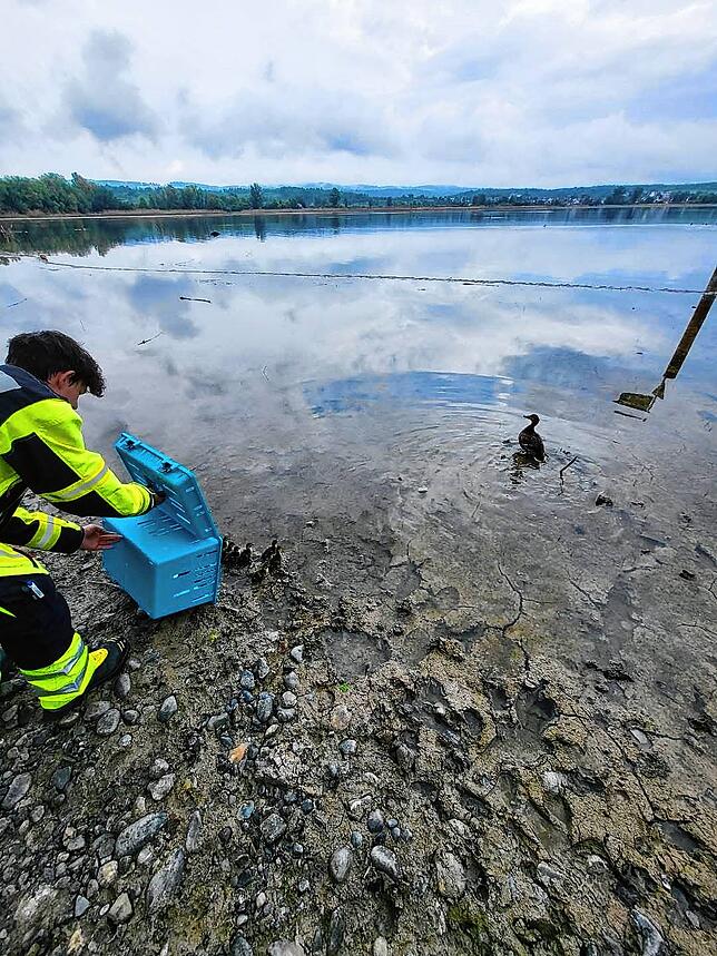 Herumirrende Enten werden von der Tierrettung in naheliegende Gewässer gebracht.