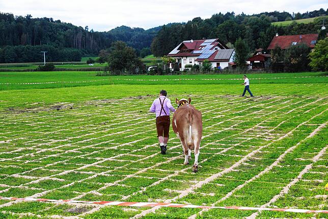 Bild 14: Die besten Bilder von der 22. Kuhschisslotterie in Seelfingen