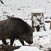 In den Wildgehegen gibt es heimische Wildschweine, Rehe oder Hirsche in ihrer natürlichen Umgebung zu erleben, hier ein Wildschwein in ...