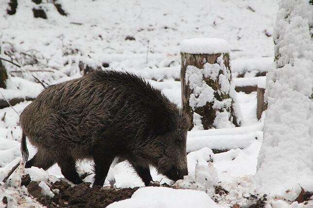 In den Wildgehegen gibt es heimische Wildschweine, Rehe oder Hirsche in ihrer natürlichen Umgebung zu erleben, hier ein Wildschwein in ...