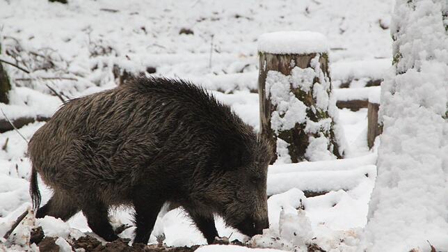 In den Wildgehegen gibt es heimische Wildschweine, Rehe oder Hirsche in ihrer natürlichen Umgebung zu erleben, hier ein Wildschwein in ...