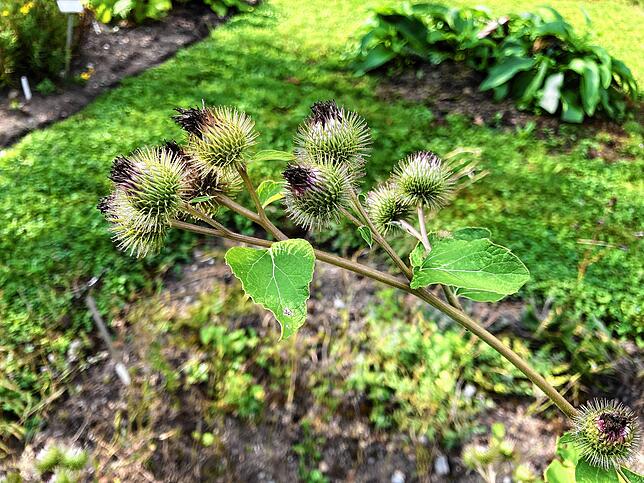 Im Botanischen Garten der Universität Konstanz finden sonntags Führungen statt. Eine Gelegenheit für die Besucher, die Vielfalt der ...