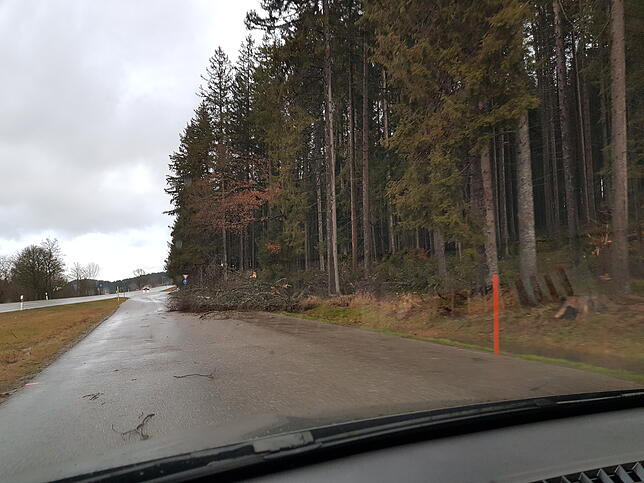 Auf einem Parkplatz kurz hinter dem Golfclub Hochschwarzwald bei Titisee-Neustadt liegt ein umgestürzter Baum.