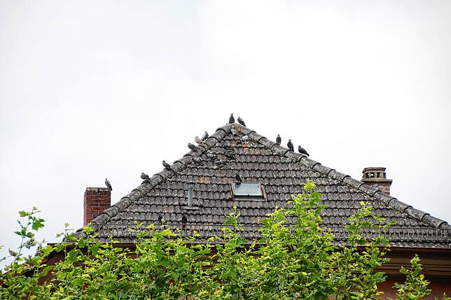 In Städten werden vor allem private Dächer, Balkone und Terrassen von Tauben belagert.