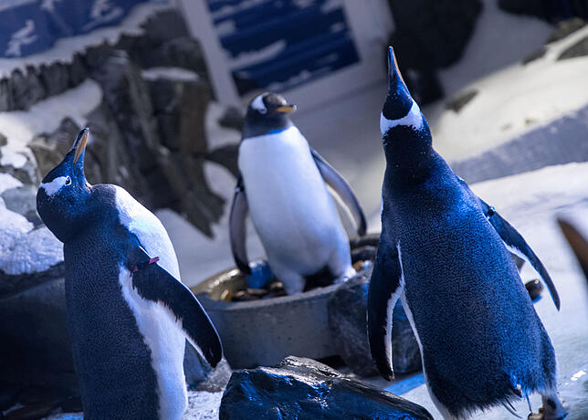 Bild 10: Verborgenes Konstanz: Wie ein Team von Aquaristen im Sea Life eine künstliche Unterwasserwelt zum Leben erweckt