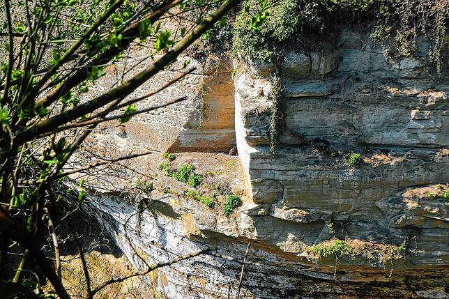 Die dreieckige Nische im Molassefels des Überlinger Stadtgrabens (Bildmitte) ist seit 2010 ein idealer Brutplatz für den Überlinger Uhu. ...