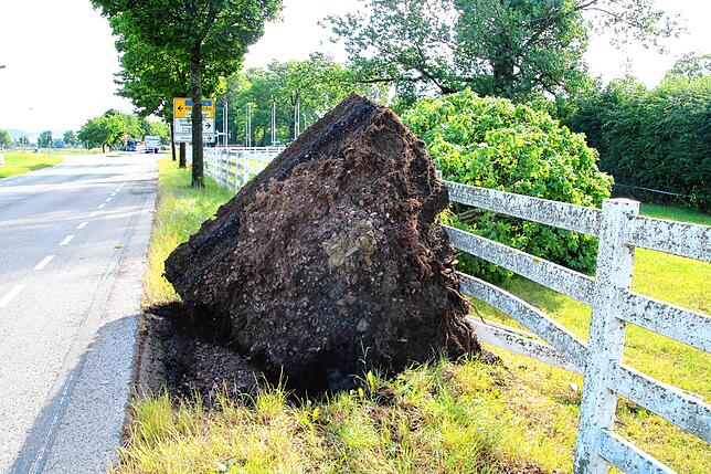 In der Fürstenbergstraße in Donaueschingen ist ein Baum samt des Rasenstückes aus der Erde gerissen