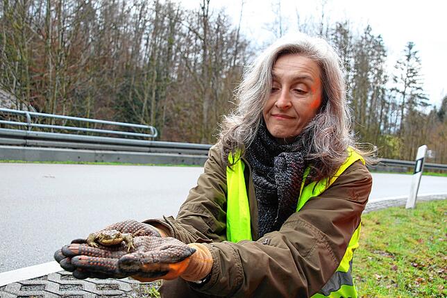 Marlene Linz vom BUND präsentiert die erste eingesammelte Erdkröte des Tages.