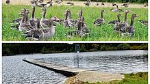 2022 bevölkern Graugänse die Liegewiese am Kirnbergsee und sorgen durch ihren Kot für Verdruss. Zwei Jahre später sind die Gänse nicht ...