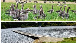 2022 bevölkern Graugänse die Liegewiese am Kirnbergsee und sorgen durch ihren Kot für Verdruss. Zwei Jahre später sind die Gänse nicht ...