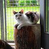 Das Tierheim Steinatal in Waldshut-Tiengen ist derzeit gut mit Katzen belegt. Immer mehr Gemeinden im Kreis Waldshut setzen auf ...