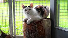 Das Tierheim Steinatal in Waldshut-Tiengen ist derzeit gut mit Katzen belegt. Immer mehr Gemeinden im Kreis Waldshut setzen auf ...