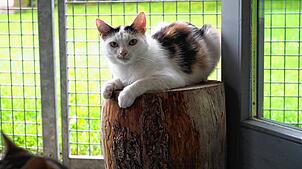 Das Tierheim Steinatal in Waldshut-Tiengen ist derzeit gut mit Katzen belegt. Immer mehr Gemeinden im Kreis Waldshut setzen auf ...