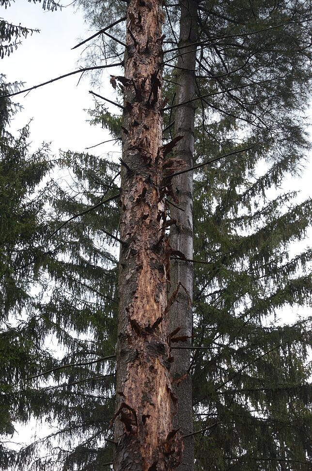 Bei befallenen Bäumen platzt die Rinde ab. Außerdem verfärben sich die Kronen braun.