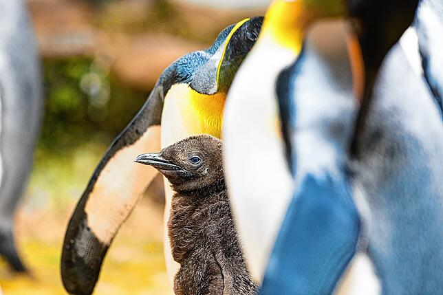 Bild 2: Rosenkrieg auf der Pinguin-Anlage: Dieses Baby ist heiß begehrt