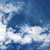 Massenweise Störche, vermutlich Jungstörche, die sich am Himmel über Überlingen versammelten, bevor sie den Zug ins Winterquartier antraten.