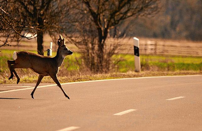 Bei einer Drückjagd wechselt Wild häufig auch tagsüber die Fahrbahn.