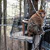 Die Berberaffen am Affenberg Salem haben sich in den vergangenen Monaten mit dem Treewalk  vertraut gemacht. Von nun an können auch ...