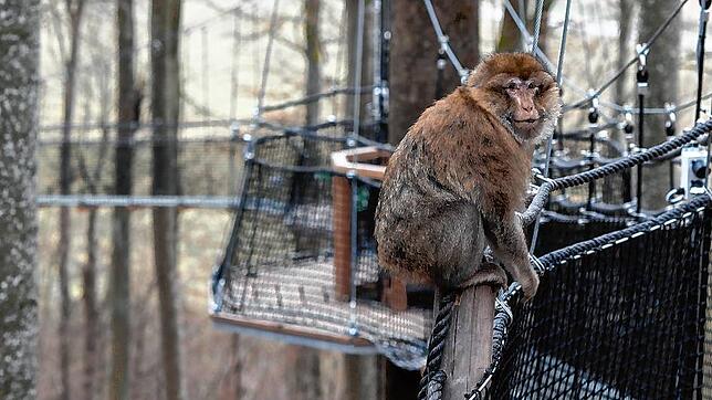 Die Berberaffen am Affenberg Salem haben sich in den vergangenen Monaten mit dem Treewalk  vertraut gemacht. Von nun an können auch ...