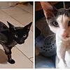 Diese beiden jungen Kater wurden vermutlich ausgesetzt. Sie wurden im Ortsteil Gersbach von Schopfheim gefunden und konnten aktuell ...