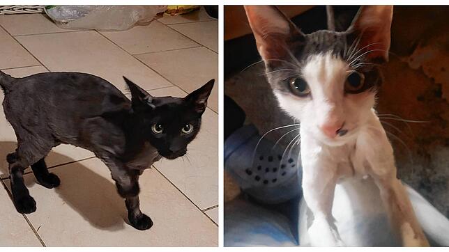 Diese beiden jungen Kater wurden vermutlich ausgesetzt. Sie wurden im Ortsteil Gersbach von Schopfheim gefunden und konnten aktuell ...