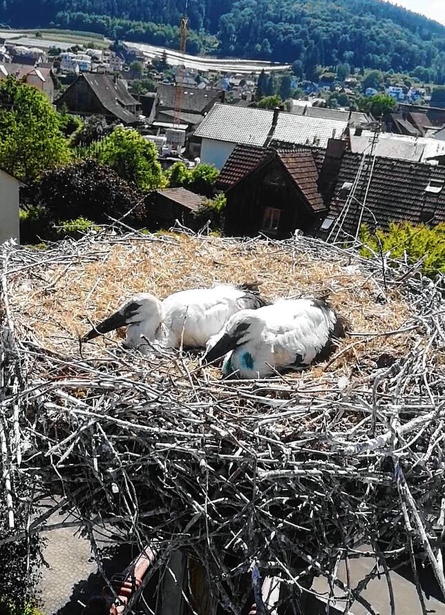 Bis zu etwa acht Wochen zeigen die Jungstörche einen Totstellreflex, wenn Gefahr droht. Wirft man ein Tuch über ihren Kopf, bleiben sie ...